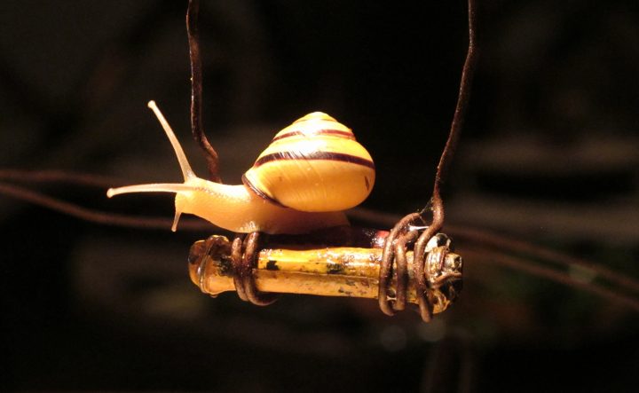 Curios Production